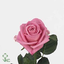 Wholesale Flowers - Aqua Roses
