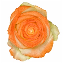 Avalanche Marshmallow Orange Rose