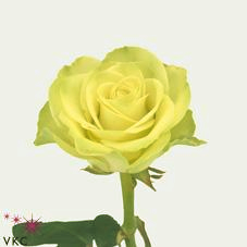 F Green Rose