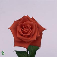 jambo rose