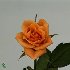 jazz rose