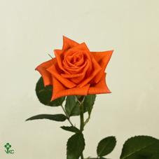 lambada rose