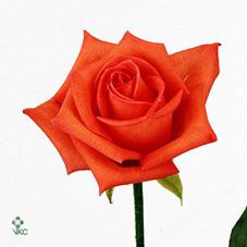 moviestar rose