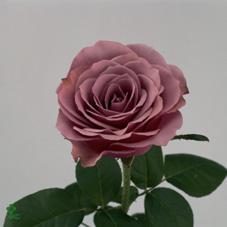 Mystery Rose
