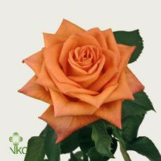 naranga rose