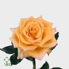 queensday rose