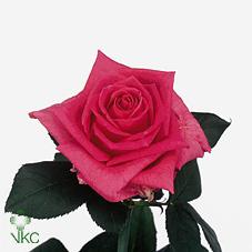 anouschka rose