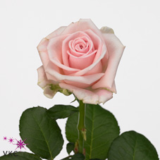 aqua bella rose