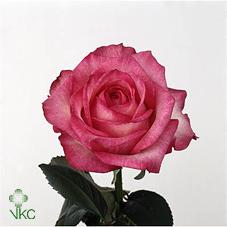 attracta rose