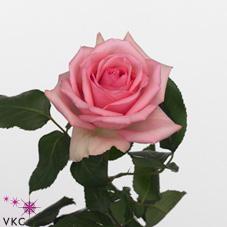 azur rose