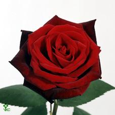 barkarole rose