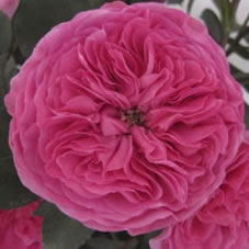 baronesse rose