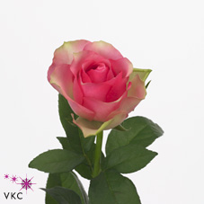 bellevue rose