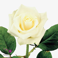 bianca rose