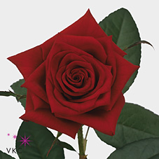black magic rose