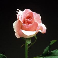 bridal pink rose