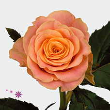 candid prophyta rose