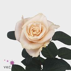 charmant rose