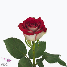 clipper rose