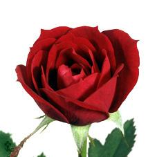 coronet rose
