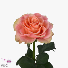 cuba pink rose