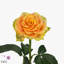 cuba yellow rose