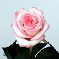 danielle rose
