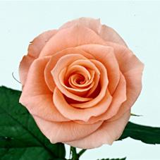 dream rose
