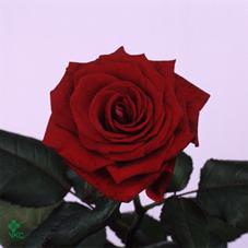 enigma rose