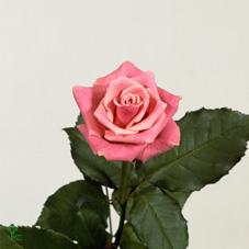 europa rose