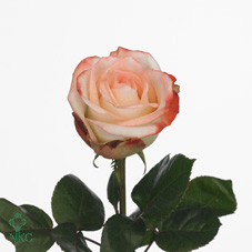 buy farfalla roses - wholesale flowers