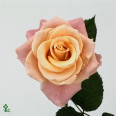 femma rose