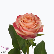 fragrant delicious rose