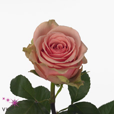 geraldine rose