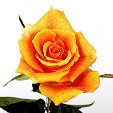 golden monica rose