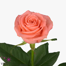 karina rose