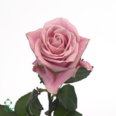 keano rose