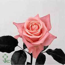lenny rose