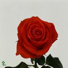 madelon rose