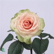 medaillon rose