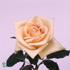 melanie rose