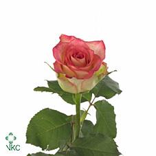 namaqua rose