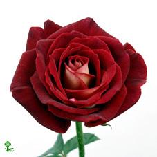 nicole rose