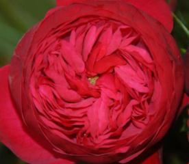 piano rose