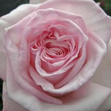 pink o'hara rose