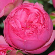 pink piano rose