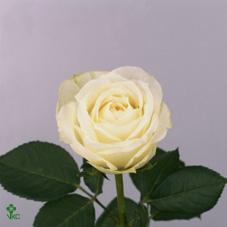 polo white rose