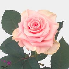 primaballerina rose