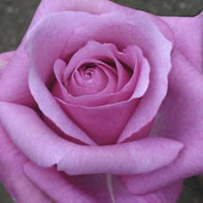 purple fragancia rose