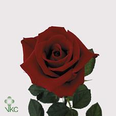 red berlin rose
